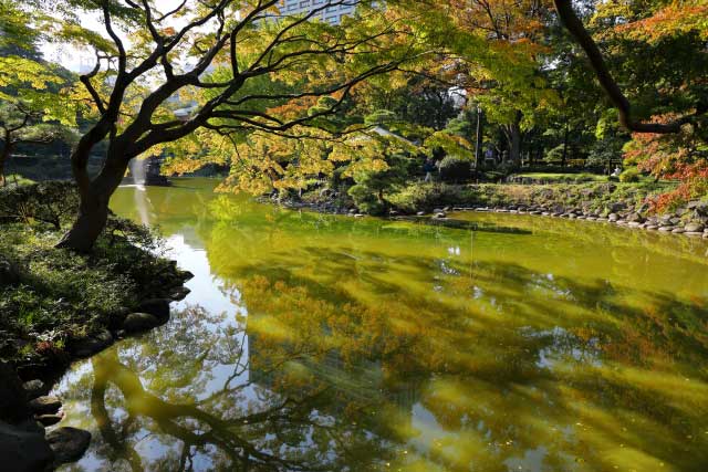 Willow, pine and pond in Hibiya Park, Tokyo.