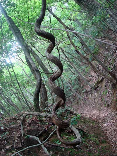 Mount Hiei twisted tree.