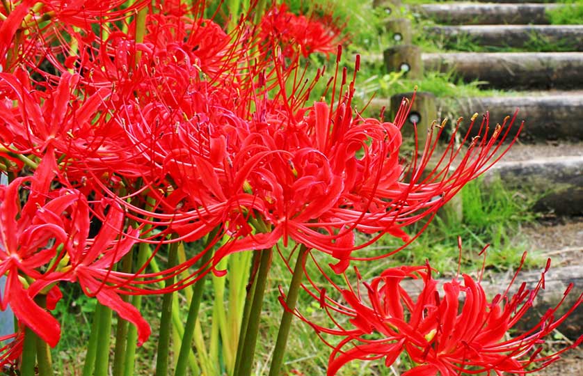 Lycoris radiata  Wikipedia