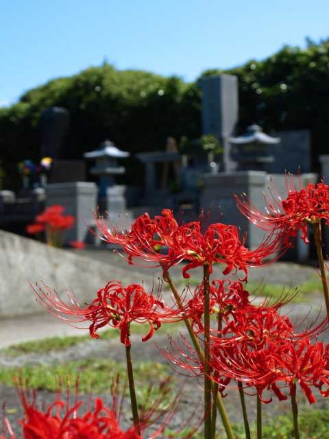 Beautiful Red Spider Lily  Photographic Print for Sale by rubydian   Redbubble