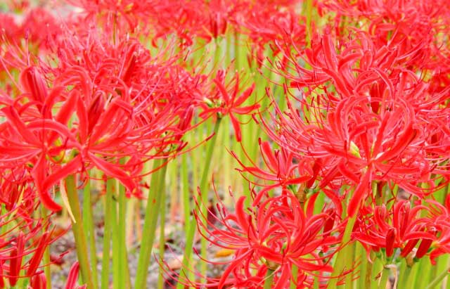 Higanbana, flower of death in Japan.