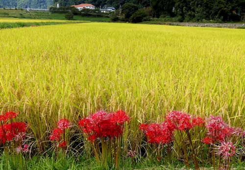 Higanabana flowers and rice, September, Shimane, Japan.