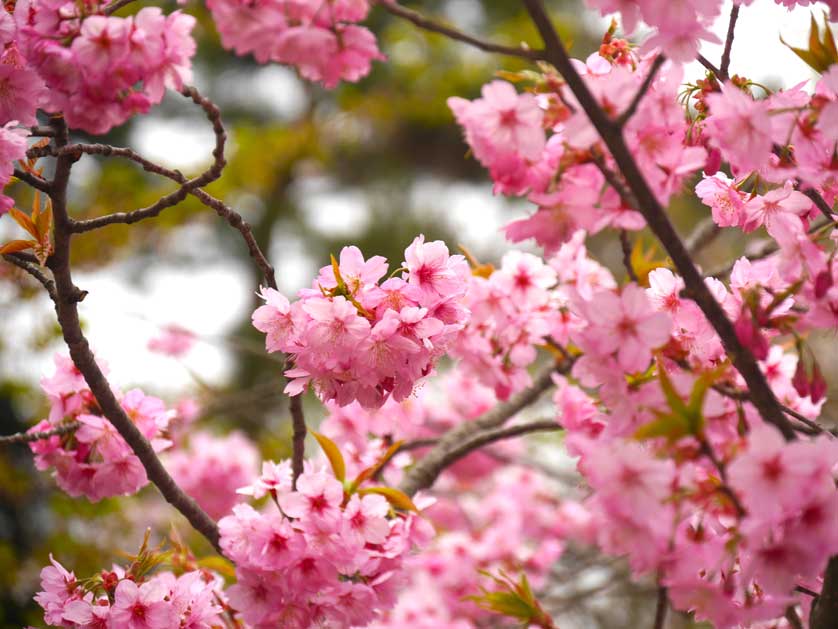 Hirosaki cherry blossom festival, Aomori.