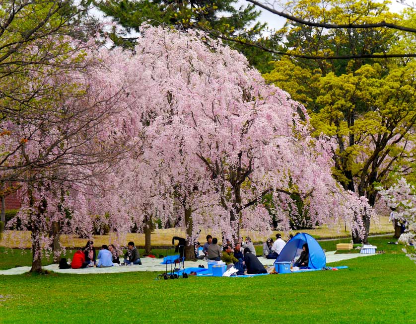 Hanami, Hirosaki Castle, Aomori.