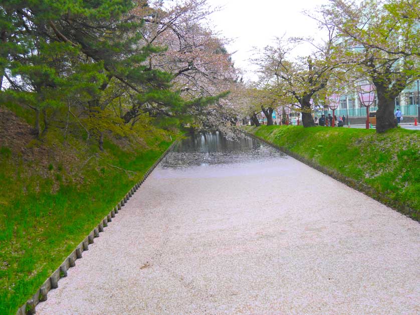 Moat around the park filled with fallen petals.