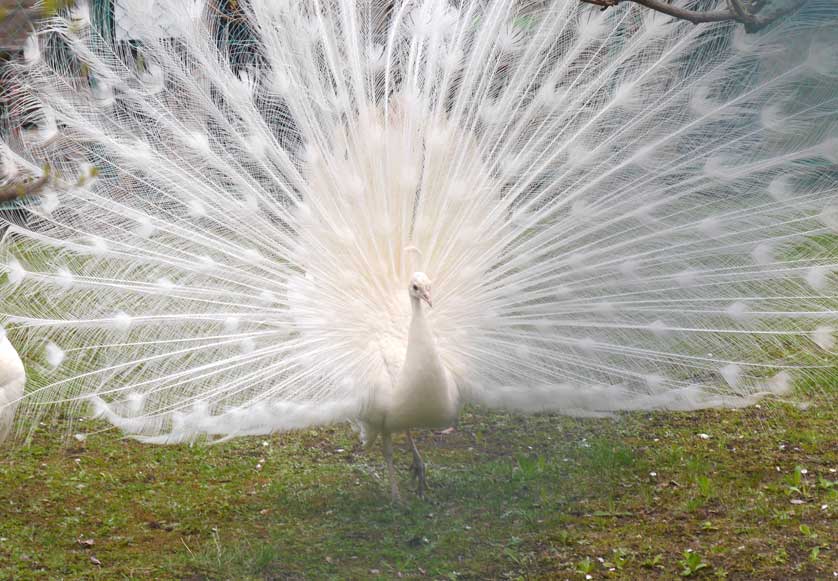 A peacock in the Botanical Garden.
