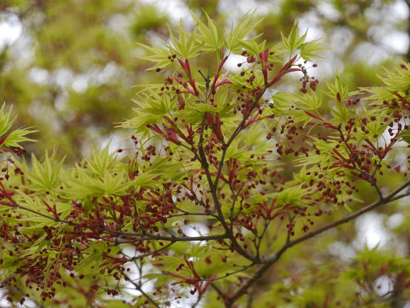 Tree in the Botanical Garden.