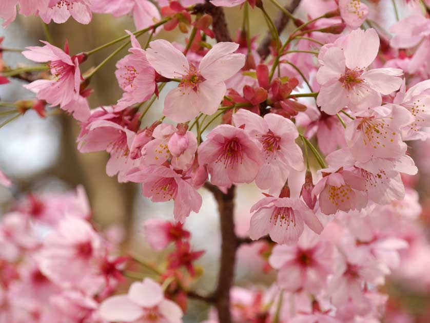 Cherry blossom abounds in late March.