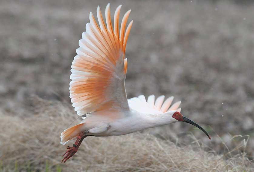 Japanese Crested Ibis.