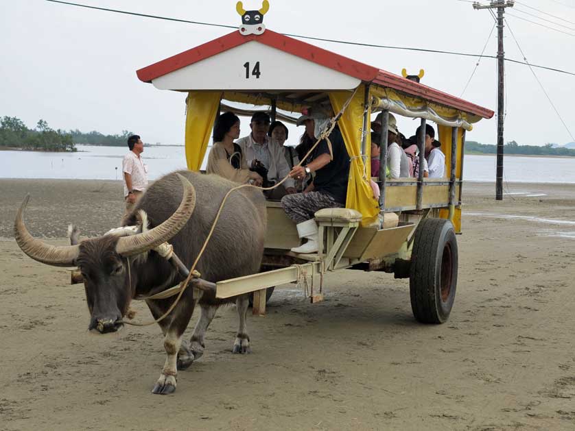 Yubu Island Water Buffalo Carriages, Iriomote, Okinawa.