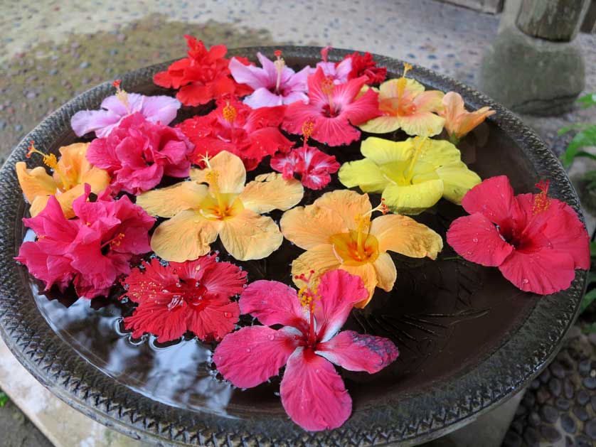 Ishigaki Flowers, Okinawa.