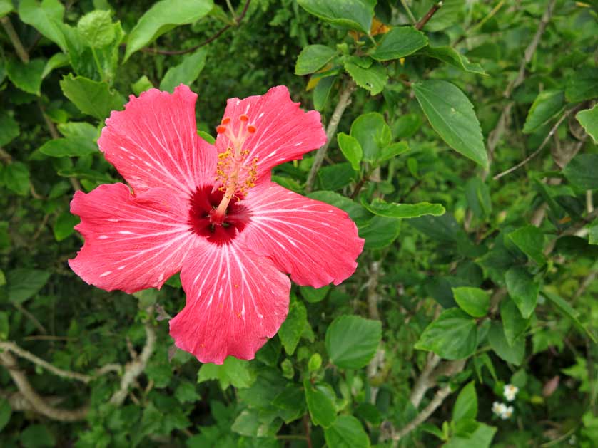 Yaeyama Islands, Okinawa.