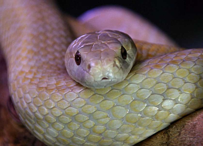 White snake of Iwakuni, Yamaguchi prefecture.