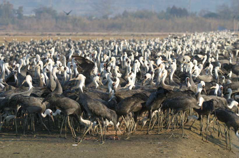 Cranes at Izumi, Kagoshima, Kyushu, Japan.