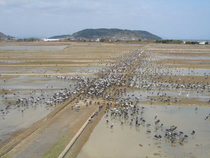 Cranes at Izumi, Kagoshima, Kyushu, Japan.