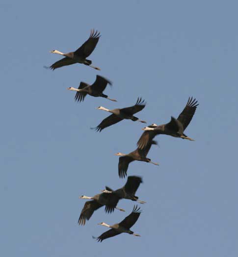 Cranes in flight, Kagoshima Prefecture.