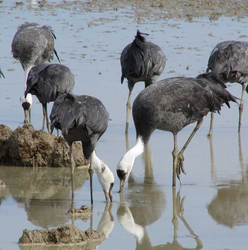 Cranes at Izumi, Kagoshima, Kyushu, Japan.