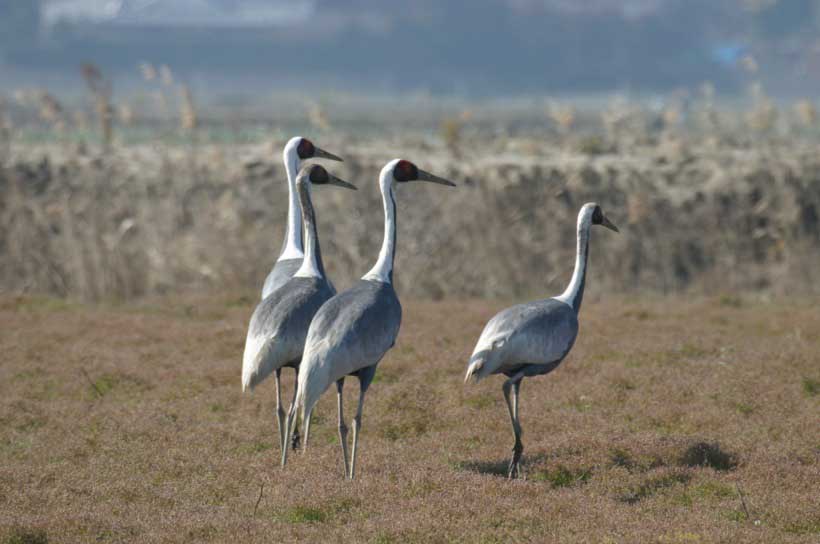 Cranes at Izumi, Kagoshima, Kyushu, Japan.