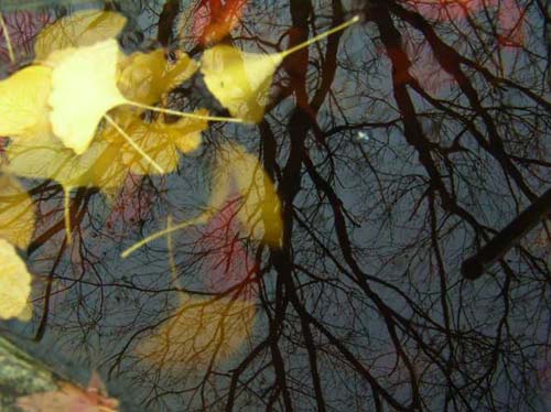 Autumn leaves in water basin, Shimane, Japan.