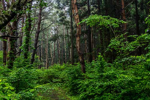 Hiking in the forests of Japan.