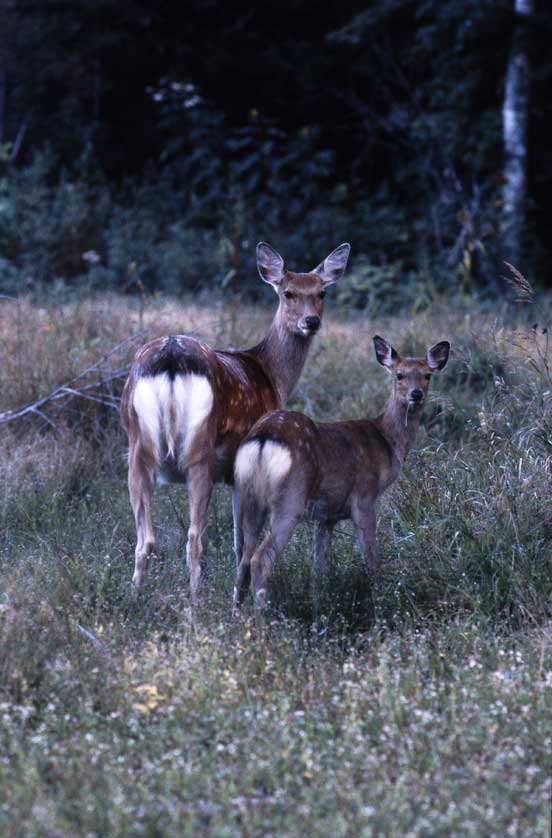 Japanese Deer.
