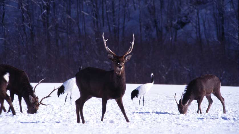 Japanese Deer.