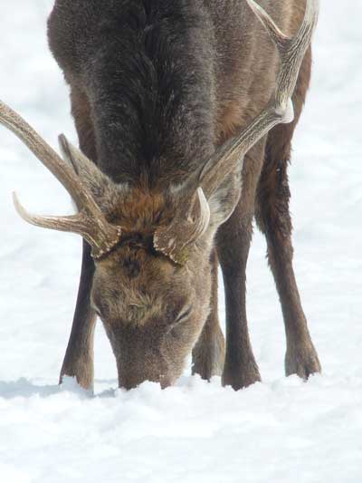 Japanese Deer.