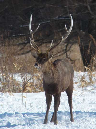 Japanese Deer in snow.