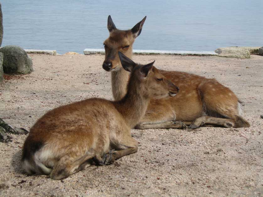 Japanese Deer.