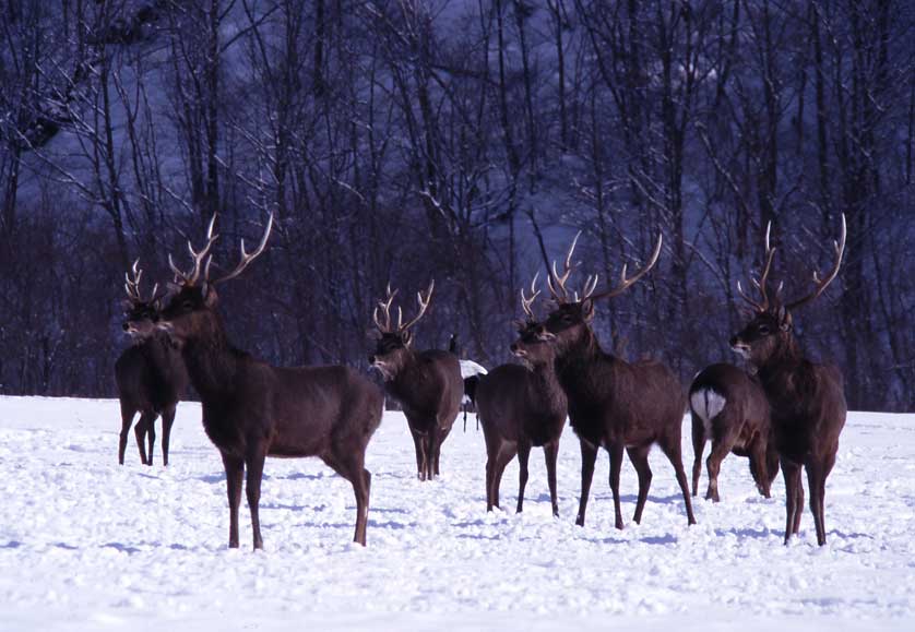 Japanese Deer.