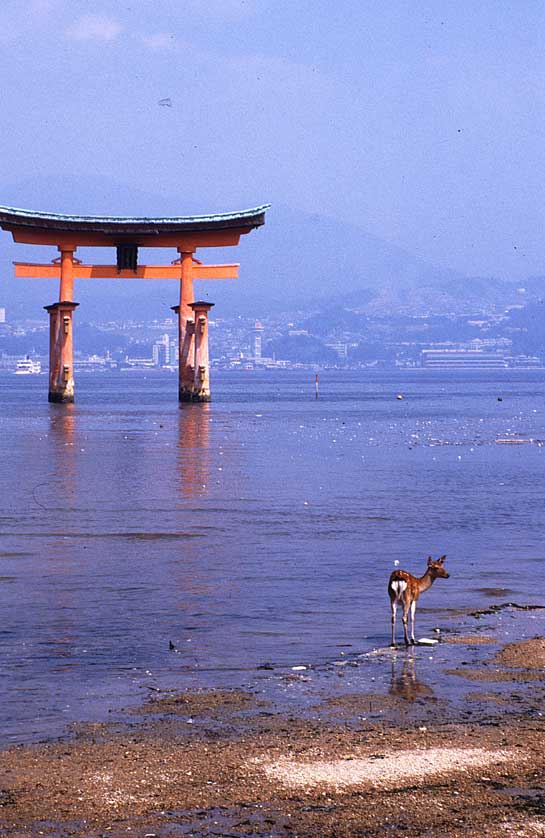 Japanese Deer.