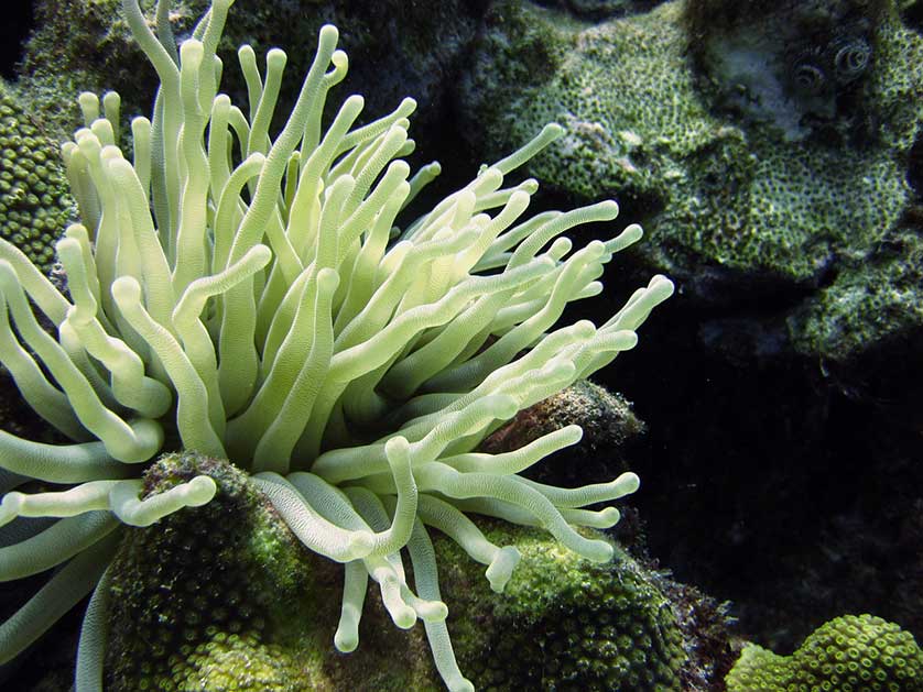 Sea anemone.