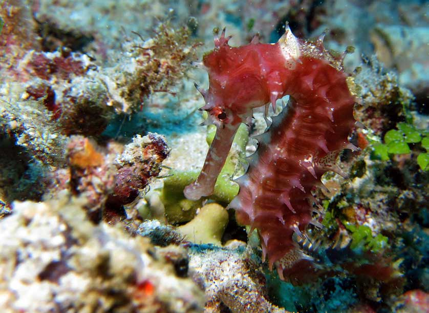 Scuba diving in Japan.