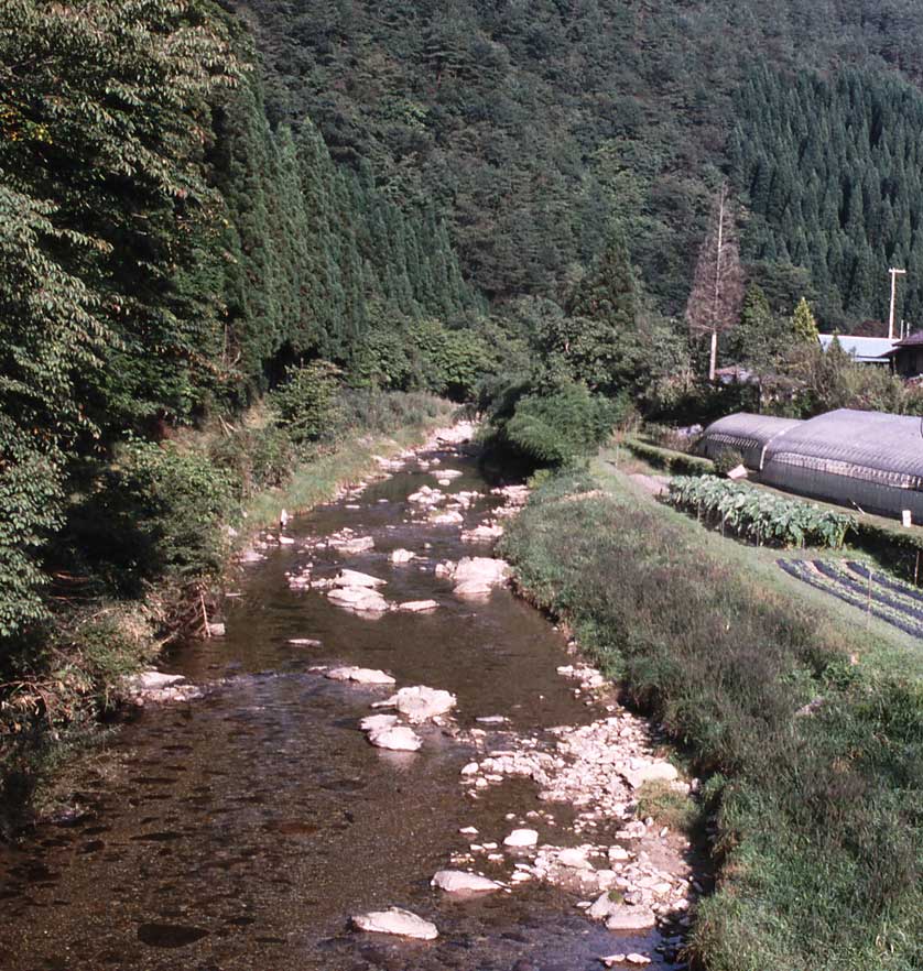 Japanese Giant Salamander Habitat.