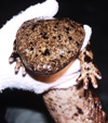 Japanese Giant Salamander.