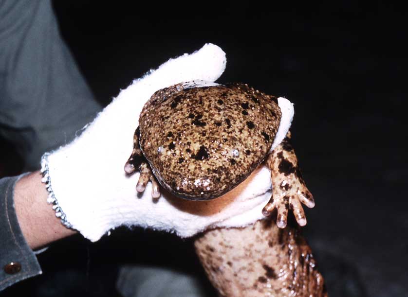 Japanese Giant Salamander.