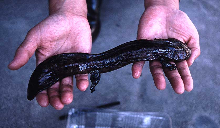 Salamandre geante du japon : taille, description, biotope, habitat,  reproduction