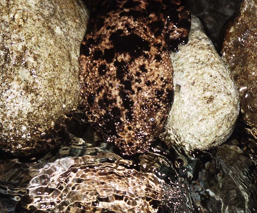 Japanese Giant Salamander.