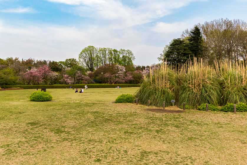 Lawn, Jindai Botanical Garden, Chofu.