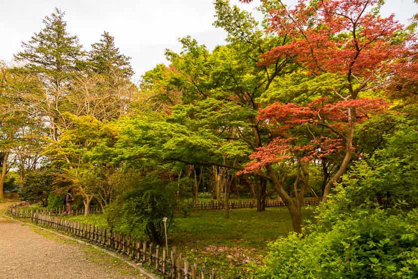 Maple Grove, Jindai Botanical Garden, Chofu, Tokyo.