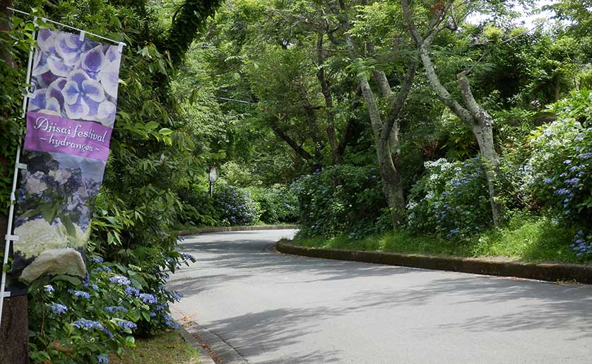 From May to July, hydrangea flowers line the way to the Jogasaki Coast.