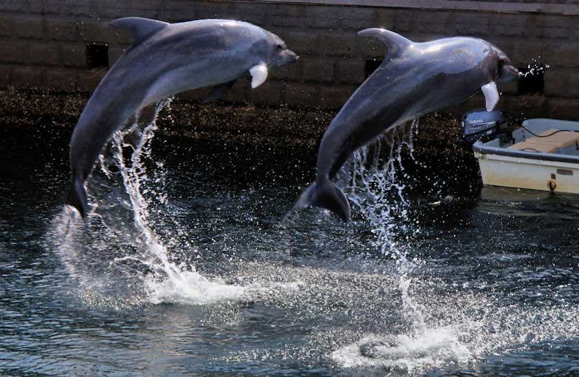 Dolphin Show, Kagoshima Aquarium, Kyushu.