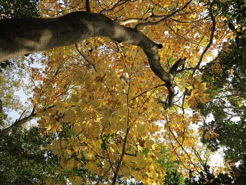 Kaisho Forest, Seto, Nagoya