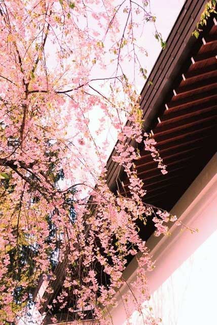 Kakunodate, Akita Prefecture, northern Japan.