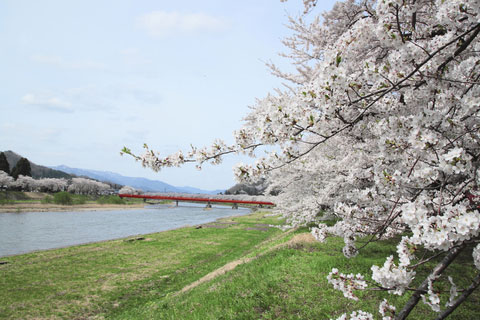 Kakunodate cherry trees.