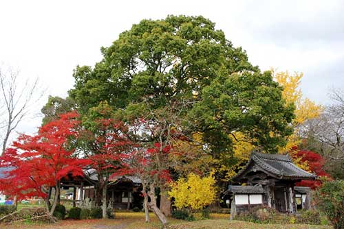Tamba-Kokubunji Temple in Kameoka.