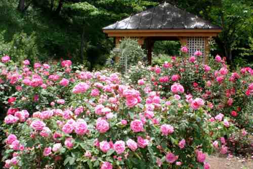 English Rose Garden, Karuizawa Taliesin.