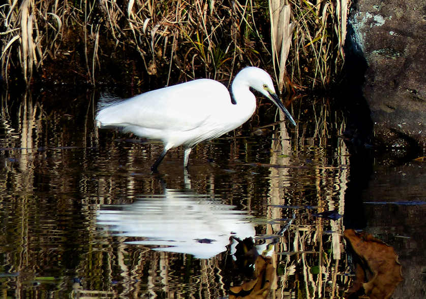 An Egret looking for breakfast in the pond at Keitakuen Garden, Tennoji-ku, Osaka, Japan