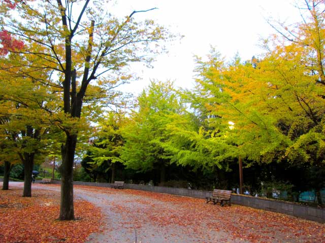 Kiba Koen Park, Koto ward, Tokyo.