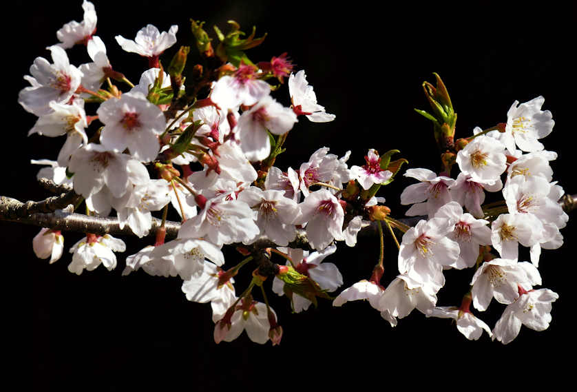 Cherry blossom at Kimiidera temple whose blossoming signal the official start of cherry blossom season in Kansai.